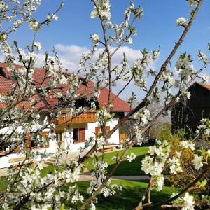 a tree with white flowers in front of a house at Turistična kmetija Lesjak in Šmihel nad Mozirjem