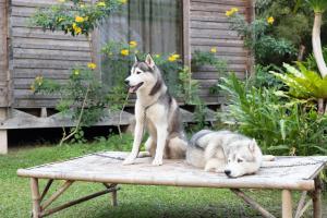 dois cães sentados em cima de um banco de madeira em Saengcha Farm Resort em Prachin Buri