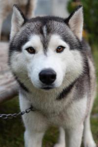 um cão husky está de pé numa corrente em Saengcha Farm Resort em Prachin Buri