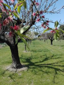 波騰札皮切納的住宿－Silos Torrenova，一片田野里一排有粉红色花卉的树木