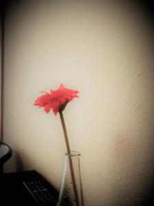 a red flower in a glass vase on a desk at Pension Santiago in Burgos