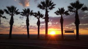 un gruppo di palme di fronte al tramonto di B&B Hibiscus a Porto SantʼElpidio