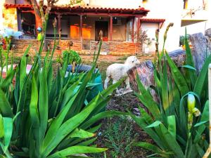un giardino con una pecora in piedi davanti a una casa di The Hillhouse near Alexandroupolis ,Daphnee Apartment a Alexandroupoli