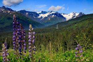 a bunch of purple flowers in front of a mountain at Alyeska Resort in Girdwood