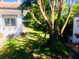 a palm tree in the yard of a house at Villa Ferrer Sevilla in Ginés