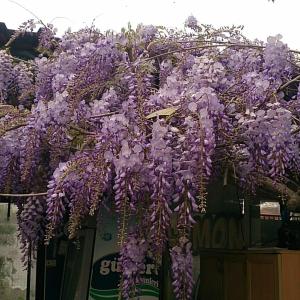 a bunch of purple flowers hanging from a building at Limon Hotel in Fethiye