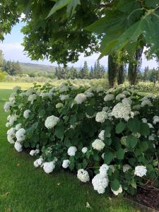 a bush of white flowers in the grass at FOUR DE CONY in Saumane-de-Vaucluse