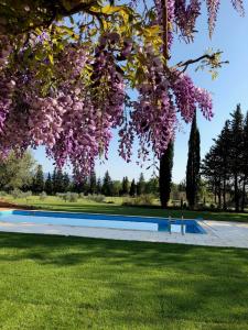 a tree with purple flowers hanging over a swimming pool at FOUR DE CONY in Saumane-de-Vaucluse
