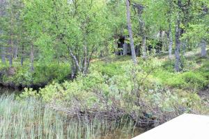 vistas a un río con árboles y arbustos en Paltto Elämysretket en Lemmenjoki