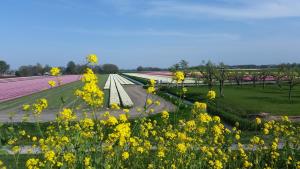 a field of flowers and a field of tulips at Vakantiehuis Duin Bos en Zee in Schoorl