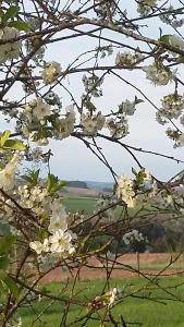 EuscheidにあるMartine-Hoeveの畑の白花の木