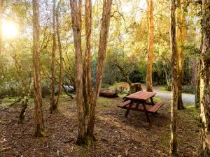 a wooden picnic table sitting in the middle of a forest at Discovery Parks - Cradle Mountain in Cradle Mountain
