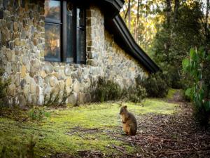 
a cat sitting on the ground in front of a brick building at Discovery Parks - Cradle Mountain in Cradle Mountain
