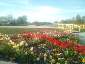 a flower garden with colorful flowers in a park at NEW LOOK in Frankenberg