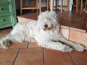 Ospiti di Elbhangzimmer Dresden con animali domestici