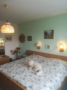 a white cat laying on top of a bed at Pension Krüger in Seeboden