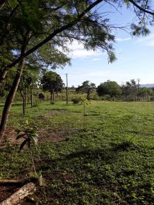 a field with a tree in the middle of a field at Chácara Primavera in Bonito