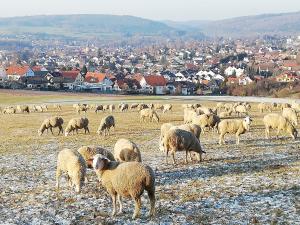 una manada de ovejas pastando en un campo con una ciudad en Annettes Ferienwohnung, en Michelstadt