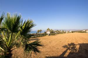 a palm tree in the middle of a field at EMILIA 11 STUDIO in Polis Chrysochous