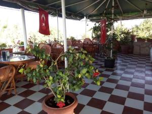 a potted plant on a checkered floor in a restaurant at Limon Hotel in Fethiye