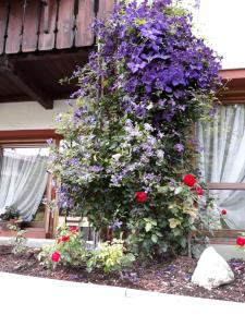Zahrada ubytování Hotel Principe