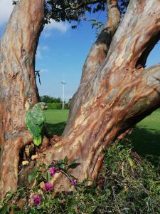 un uccello verde seduto sul fianco di un albero di Villa Alejandra Del Quindio a Calarcá