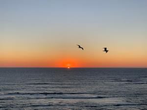 two birds flying over the ocean at sunset at Casa da Avó Lurdes in Póvoa de Varzim