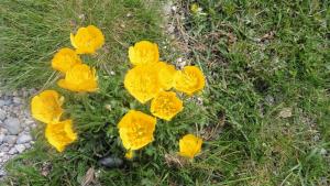 バルエラにあるApartamentos L´Era de Baixの草の中の黄色い花の群れ