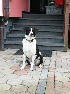 ein schwarzer und weißer Hund, der vor einem Gebäude sitzt in der Unterkunft Haus Höll Herta in Hallstatt