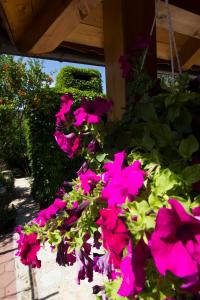 Zahrada ubytování Apartmani Vesna