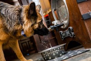 Pet ou pets ficando com hóspedes em The Red Lion Hotel
