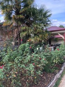 Gallery image of Villa Asolana in Myrtleford