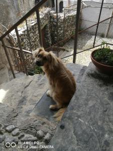 Imagen de la galería de Bed and Breakfast Zanaglio, en Borno