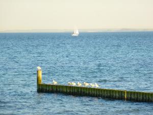 a group of birds sitting on a pier with a sail boat at Ferienwohnungen & Bungalows Waldstraße 15 Kellenhusen in Kellenhusen