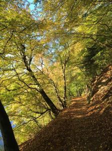 a forest with trees and a dirt road at Hotel Restaurant Bürgerstube in Ulmen