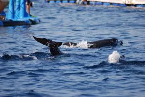 two killer whales swimming in the water at HOTEL CAMPOMORO in Belvédère-Campomoro