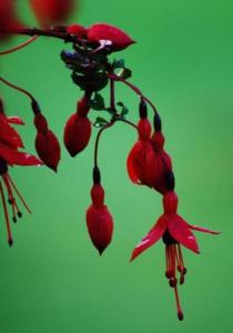 a group of red flowers hanging from a plant at Fuchsia House in Valentia Island