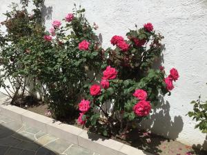 Zahrada ubytování VILLA LEMONIA