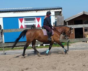 a woman riding a brown horse in an arena at B&B boerderij rust, in pipowagens! in Den Helder