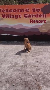 
Pet or pets staying with guests at Yuna Village Garden Resort
