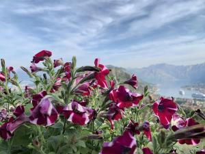 a group of purple flowers with a view of a city at Big Hill Apartment in Kotor +4 photos