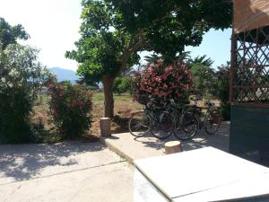 Sogni nel Blu Favignana في فافينانا: مجموعة من الدراجات متوقفة تحت شجرة
