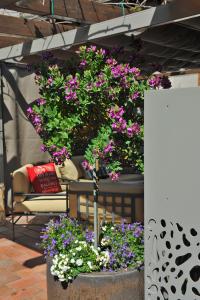 eine Gruppe Blumen in einem Topf auf einer Terrasse in der Unterkunft Bella Vacanza Limone in Limone sul Garda