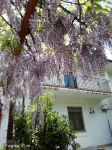 un árbol con flores púrpuras delante de un edificio en Villa Biancofiore, en San Giovanni Rotondo