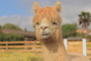 un primer plano de una llama de pie en un campo en Hacienda d'Armando, en Felanitx