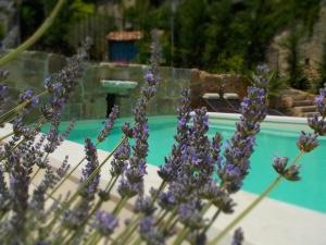 a bunch of purple flowers next to a swimming pool at Le Mas des Monèdes in Saint-Paul-le-Jeune