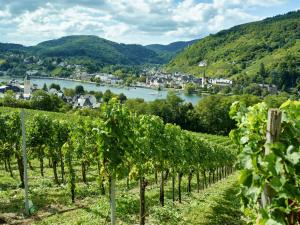 einen Blick auf einen Fluss und einen Haufen Reben in der Unterkunft Ringhotel Bömers Mosel Landhotel in Alf