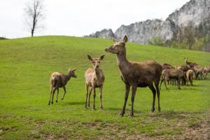 Állatok a vendégházban vagy a közelben