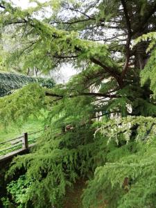 un parque con una valla y árboles y arbustos verdes en Il cedro en Molino del Pallone
