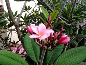 Ein Garten an der Unterkunft Studio Capucine